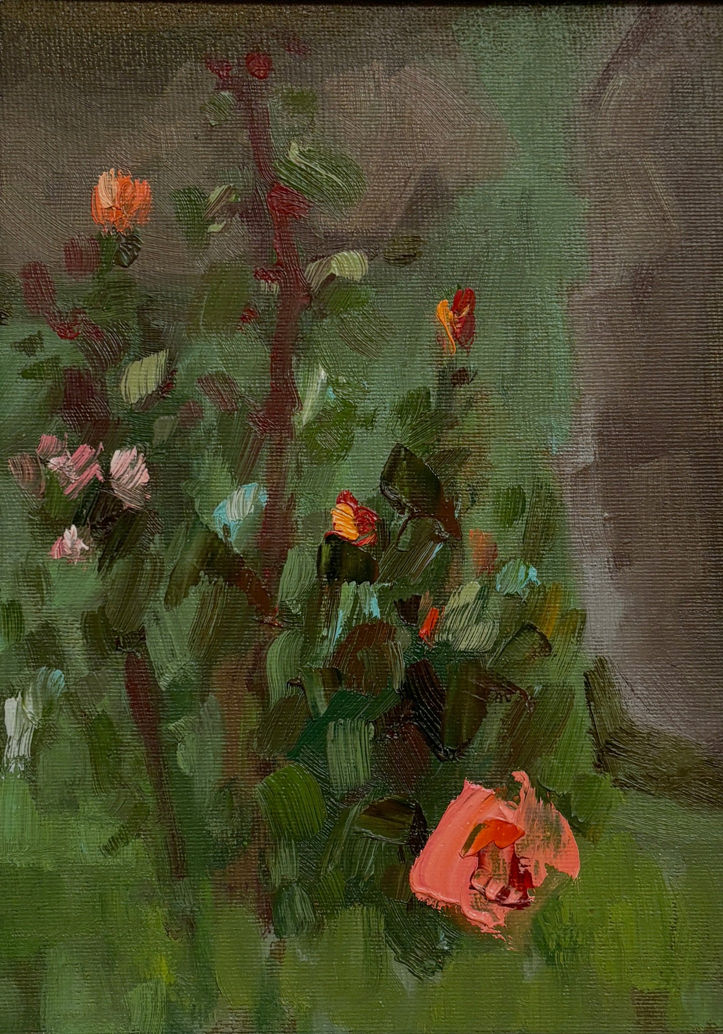 A Moment of the Rose